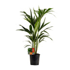 Howea forsteriana (Kentia palm) – Ø19 cm, 100 cm high