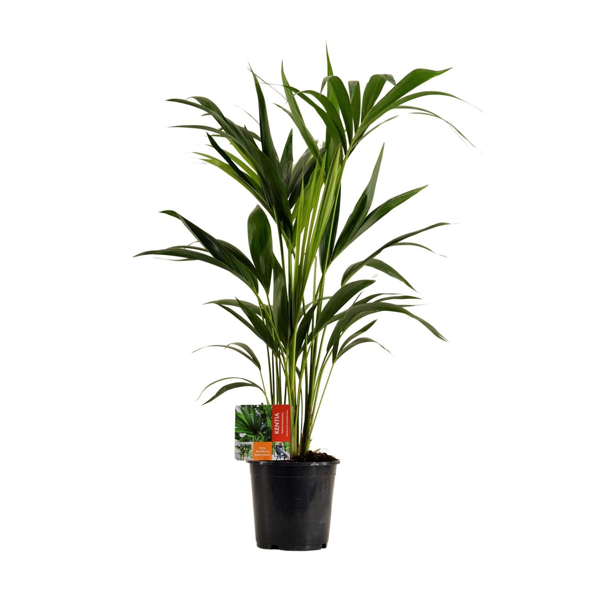 Howea forsteriana (kentipalm) – Ø19 cm, 100 cm hög
