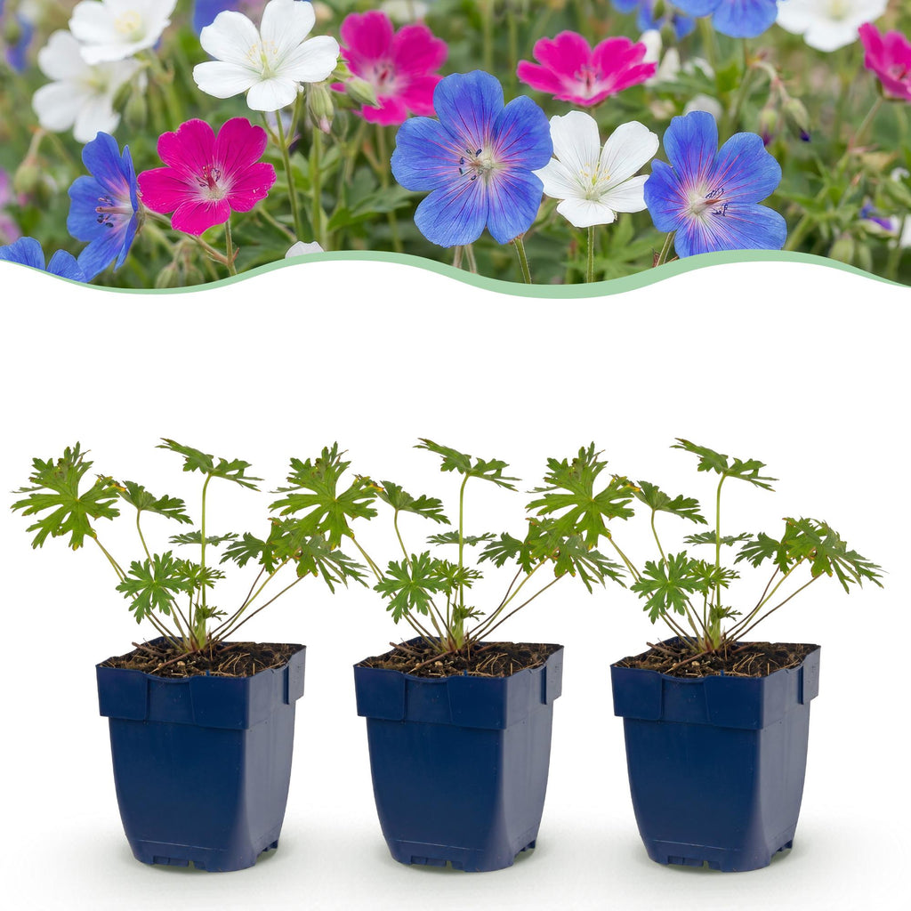 Géranium 'Tricolour' (pédoncule à gousses) – violet-rose-blanc – 24 plantes, Ø11 cm, 15–25 cm de haut – photo 2