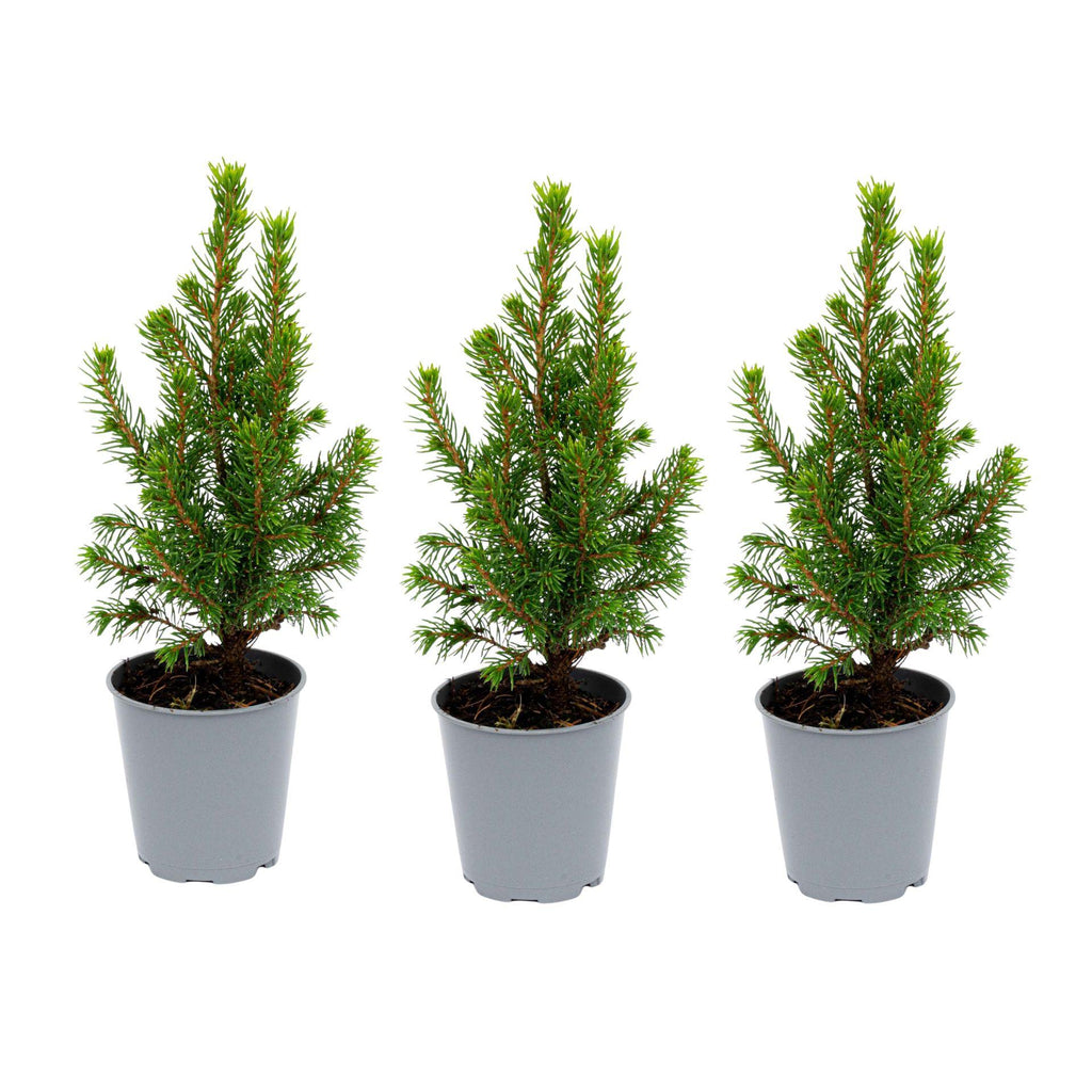 Picea glauca 'Perfecta' (petit sapin de Noël) – 3 plants, Ø6 cm, 15–20 cm de haut – photo 5