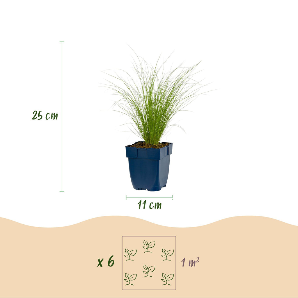 Stipa tenuissima 'Ponytails' (herbe à plumes) – 12 plants, Ø11 cm, 15–25 cm de haut – photo 3