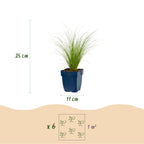 Stipa tenuissima 'Ponytails' (herbe à plumes) – 12 plants, Ø11 cm, 15–25 cm de haut