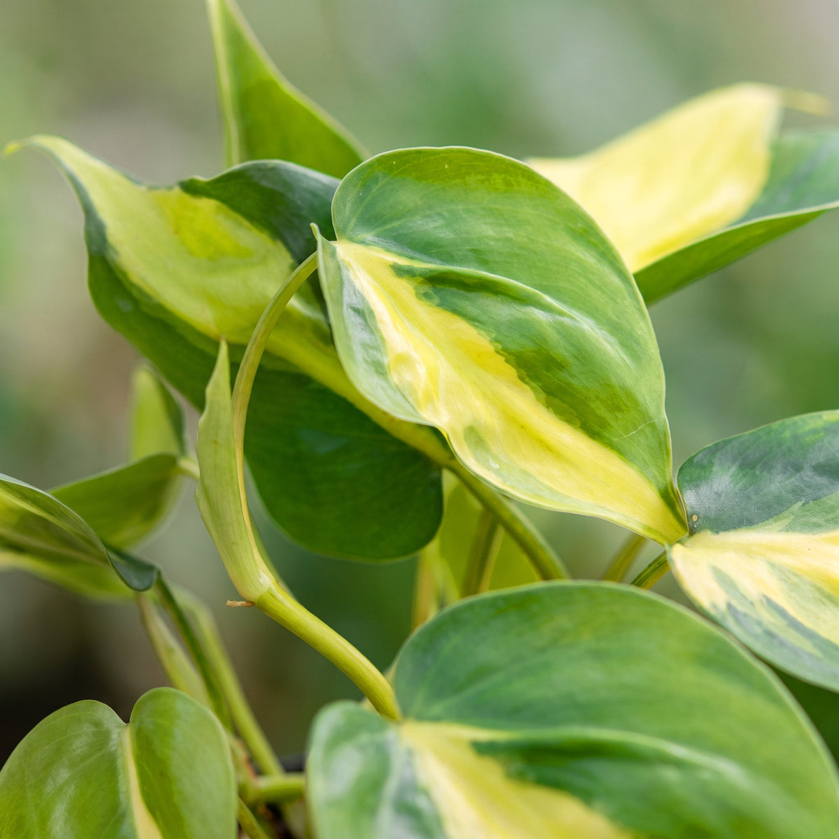 Philodendron scandens Brazil – Ø6 cm, 12 cm high – photo 4