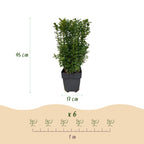 Buxus sempervirens – 6 planter, Ø17 cm, 45 cm høje