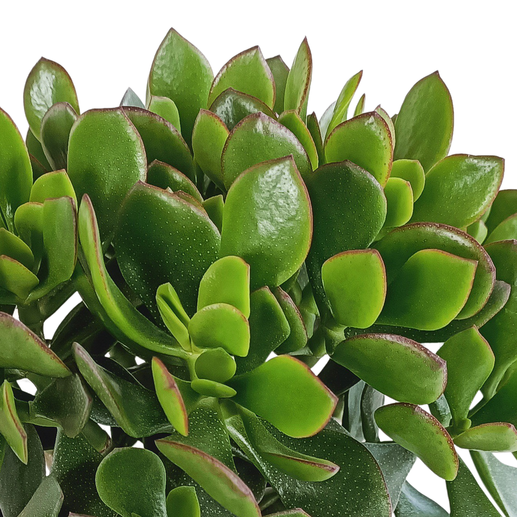 Crassula minova (jadeplante) – Ø17 cm, 40 cm høj