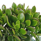 Crassula minova (jadeplante) – Ø17 cm, 40 cm høj