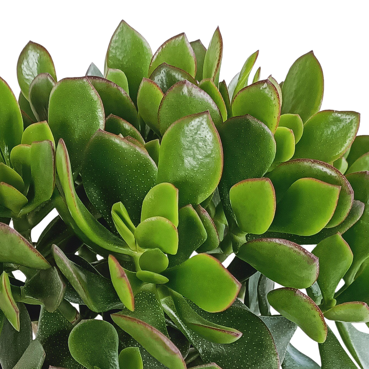 Crassula minova (jadeplante) – Ø17 cm, 40 cm høj