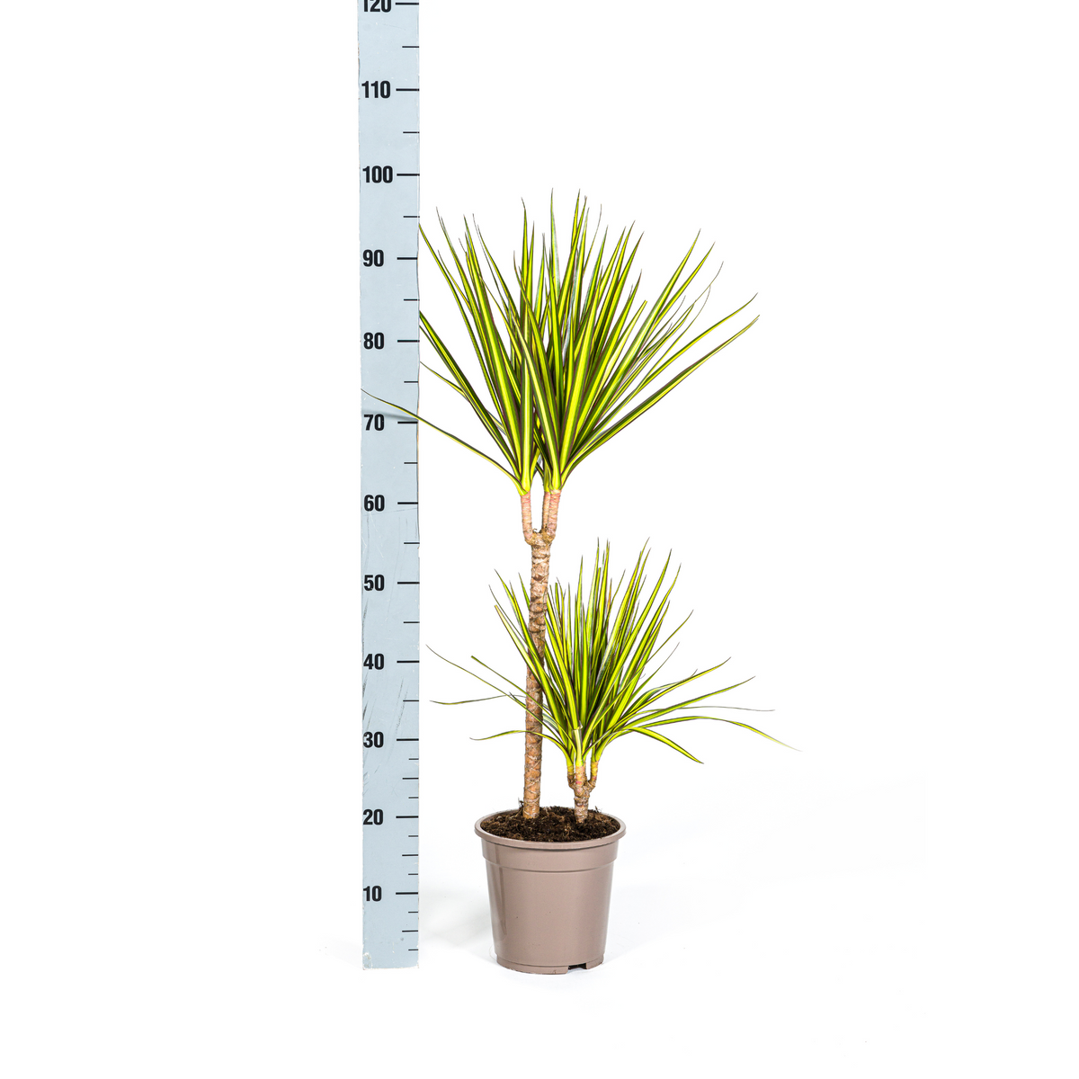 Dracaena marginata Sunray (dragetræ) – Ø19 cm, 80–100 cm høj