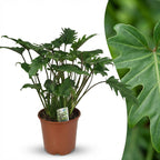 Philodendron Xanadu – Ø19 cm, 60 cm høj