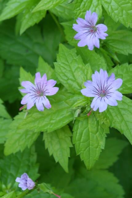 Geranium nodosum (cranesbill) – 60 plants, Ø9 cm, 10–25 cm high