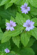 Geranium nodosum (cranesbill) – 60 plants, Ø9 cm, 10–25 cm high