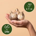 Sierui 'Ping Pong' – 320 bloembollen (bolmaat 6/7)
