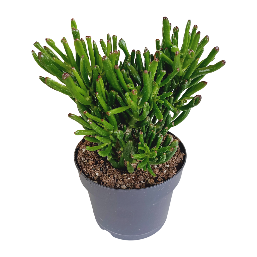 Crassula gollum (jadeplant) – Ø17 cm, 27 cm hoog
