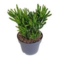 Crassula gollum (jadeplant) – Ø17 cm, 27 cm hoog