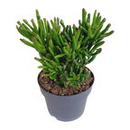 Crassula gollum (jadeplant) – Ø17 cm, 27 cm hoog