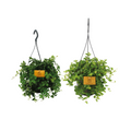 2× Plantenmix – Ø15 cm, 25 cm hoog