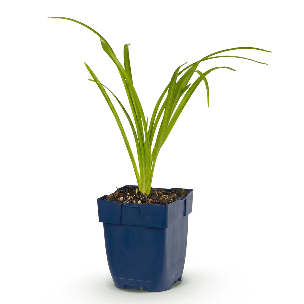 Hemerocallis 'Arctic Snow' (hémérocalle) – crème – Ø11 cm, 15–25 cm de haut – photo 2