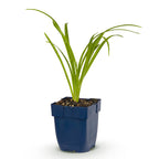 Hemerocallis 'Arctic Snow' (hémérocalle) – crème – Ø11 cm, 15–25 cm de haut