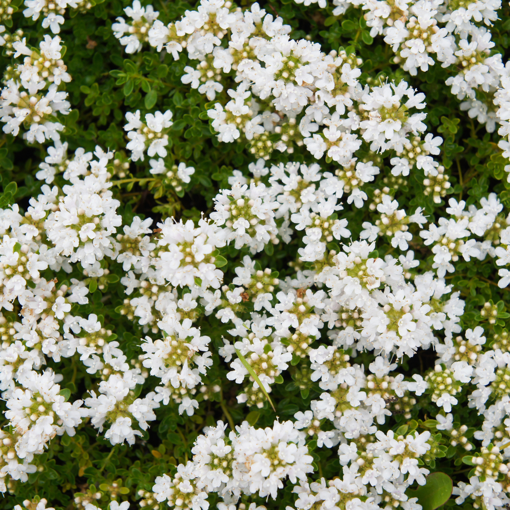 Thymus praecox 'Albiflorus' (Zitronen-Thymian) – 60 Pflanzen, Ø9 cm, 10–25 cm hoch – Bild 7