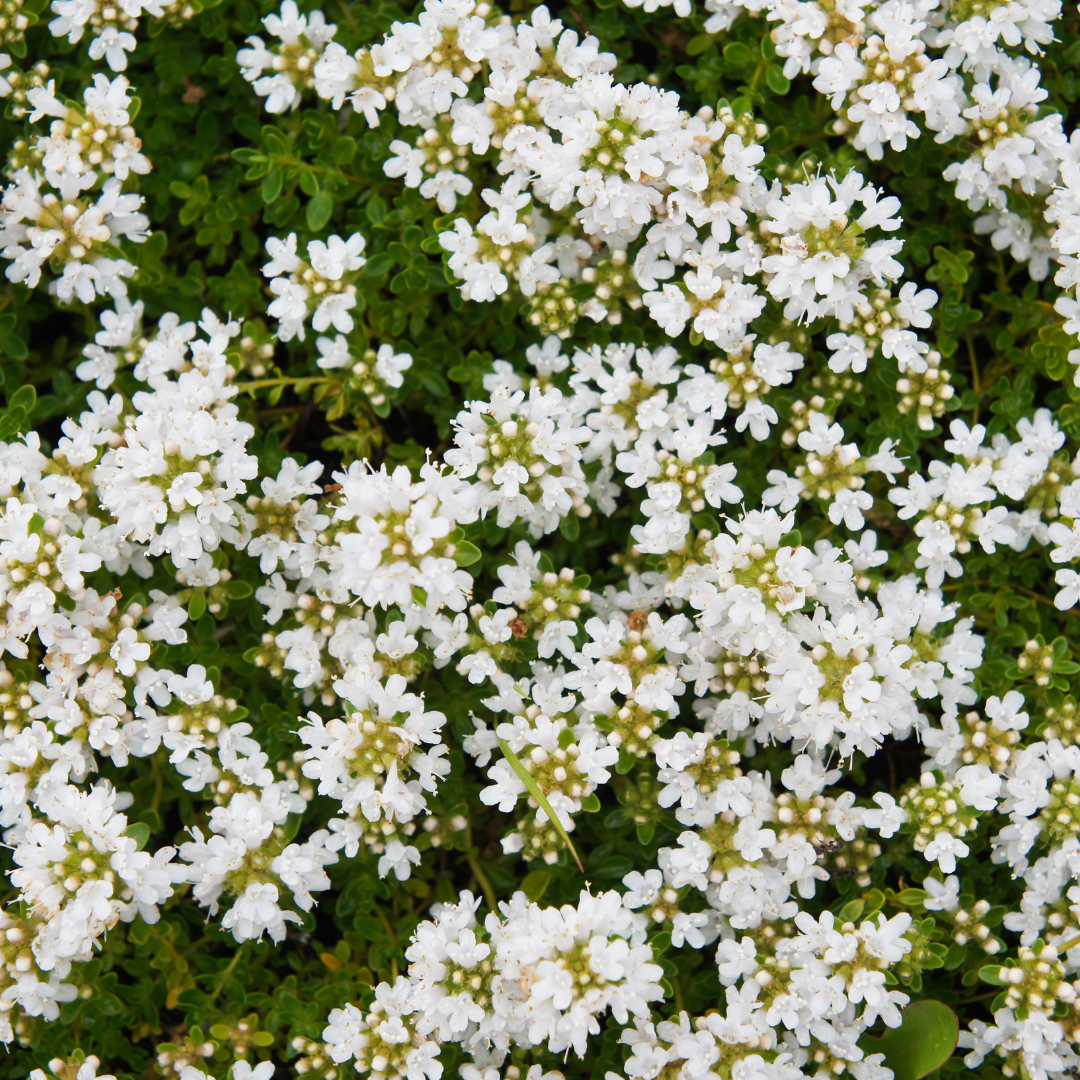 Thymus praecox 'Albiflorus' (Zitronen-Thymian) – 60 Pflanzen, Ø9 cm, 10–25 cm hoch – Bild 7