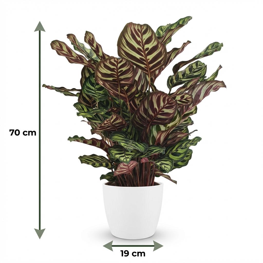 Calathea makoyana im weißen Übertopf von Potter – Ø 19 cm, 70 cm hoch