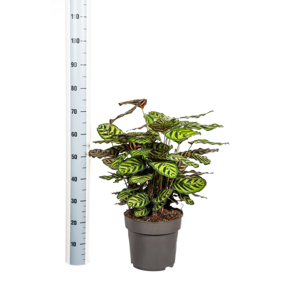 Calathea makoyana – Ø27 cm, 60–80 cm hoog