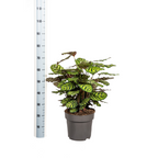 Calathea makoyana – Ø27 cm, 60–80 cm hoog