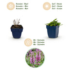 Stachys officinalis 'Ukkie' (Eselsohr) – rosa – Ø11 cm, 15–25 cm hoch