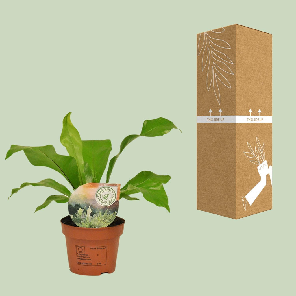 Asplenium nidus (fugleredbreg) – Ø12 cm, 35 cm høj