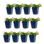 Phlox 'MacDaniel’s Cushion' (Leberblümchen) – dunkelrosa – 12 Pflanzen, Ø11 cm, 15–25 cm hoch
