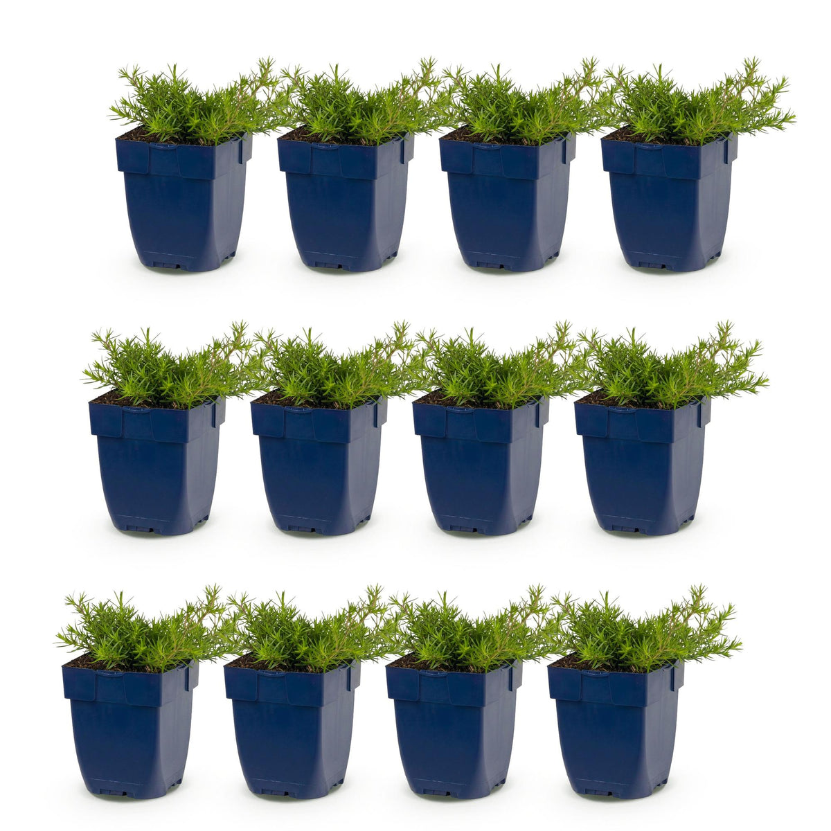Phlox 'MacDaniel’s Cushion' (Leberblümchen) – dunkelrosa – 12 Pflanzen, Ø11 cm, 15–25 cm hoch – Bild 2