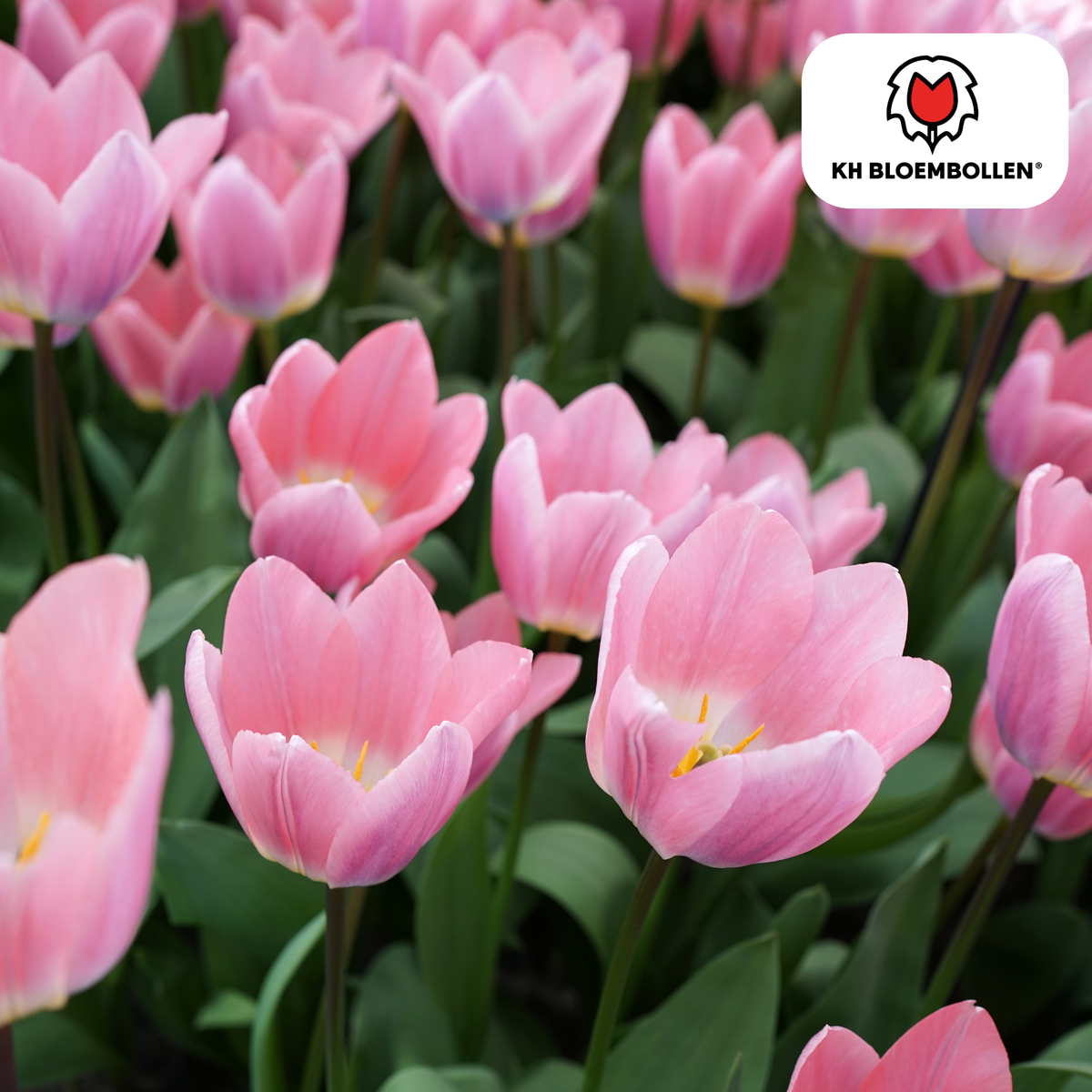 Tulipe 'Light and Dreamy' – 20 bulbes (calibre 11/12)