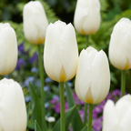 Tulp 'Triumph White' – 60 bloembollen (bolmaat 11/12)