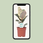 Ficus elastica Tineke (plante caoutchouc) – Ø17 cm, 50 cm de haut