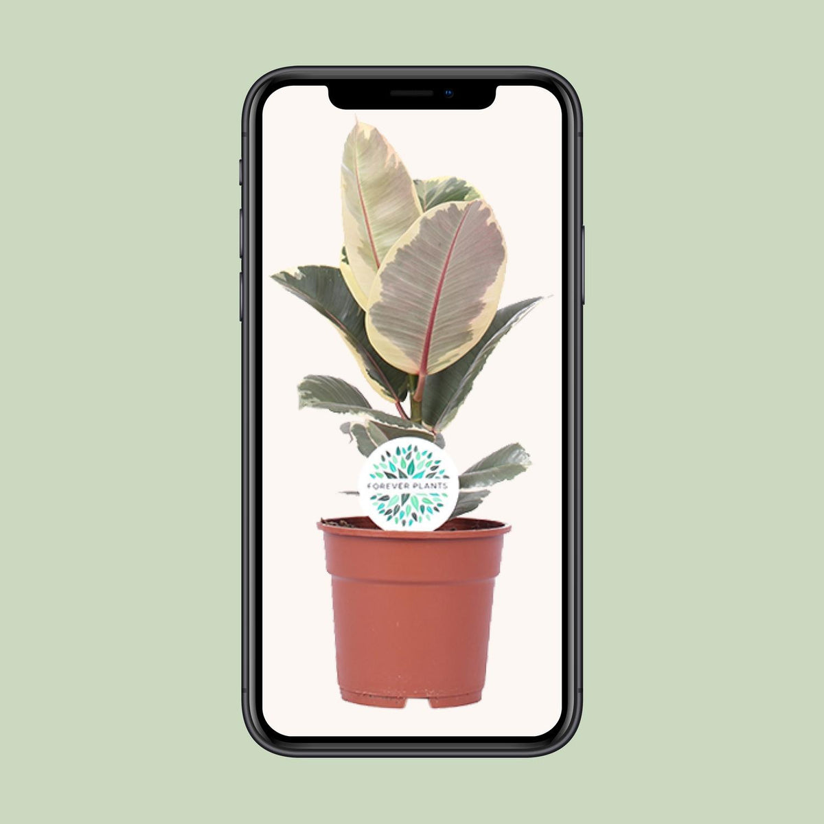 Ficus elastica Tineke (rubberplant) – Ø17 cm, 50 cm hoog