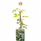 Clematis montana 'Wilsonii' (alpe-clematis) – hvid – 4 planter, Ø9 cm, 35 cm høj