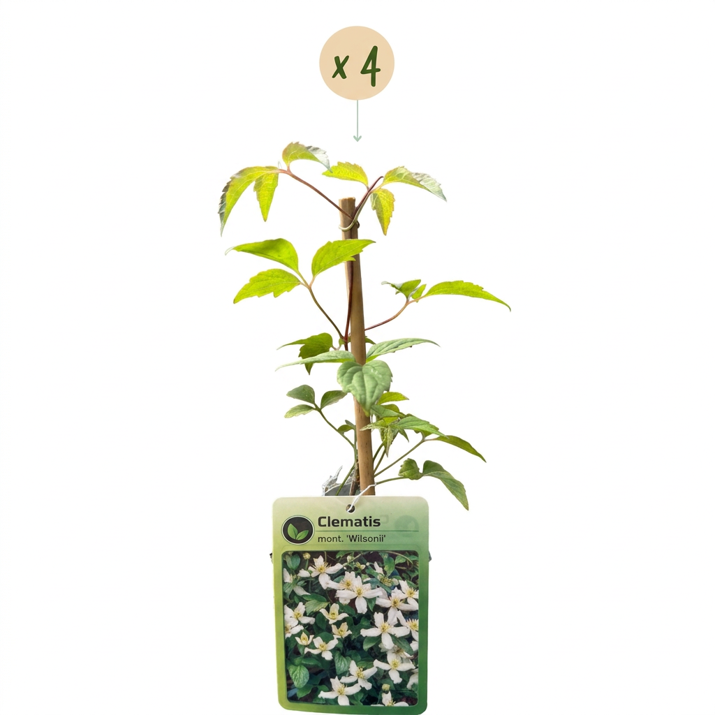 Clematis montana 'Wilsonii' (bosrank) – wit – 4 planten, Ø9 cm, 35 cm hoog