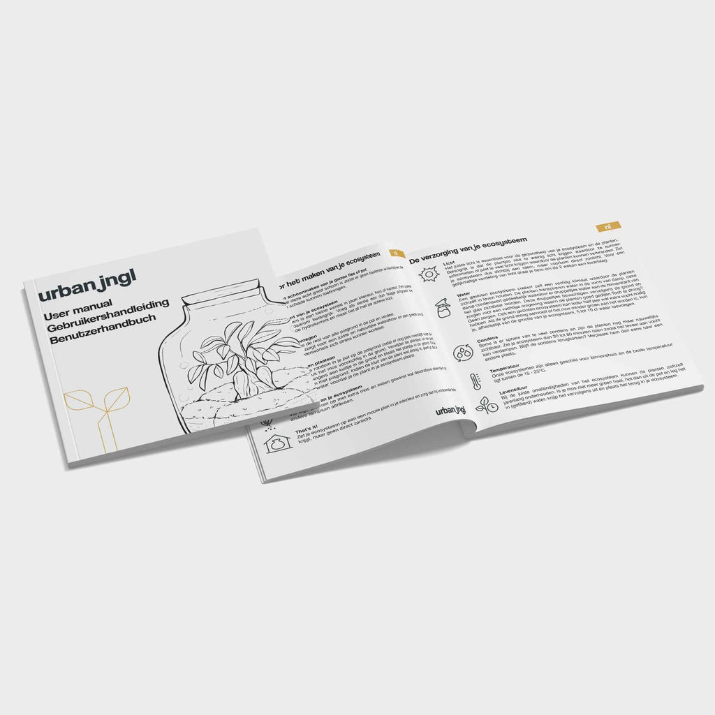 Calathea Lancifolia – Ø6 cm – recharge du kit de démarrage