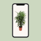 Rhapis Excelsa (Rhapis-Palme) – Ø 27 cm, 120 cm hoch