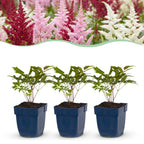 Astilbe 'Tricolour' (false spirea) – purple-pink-white – 24 plants, Ø11 cm, 15–25 cm high