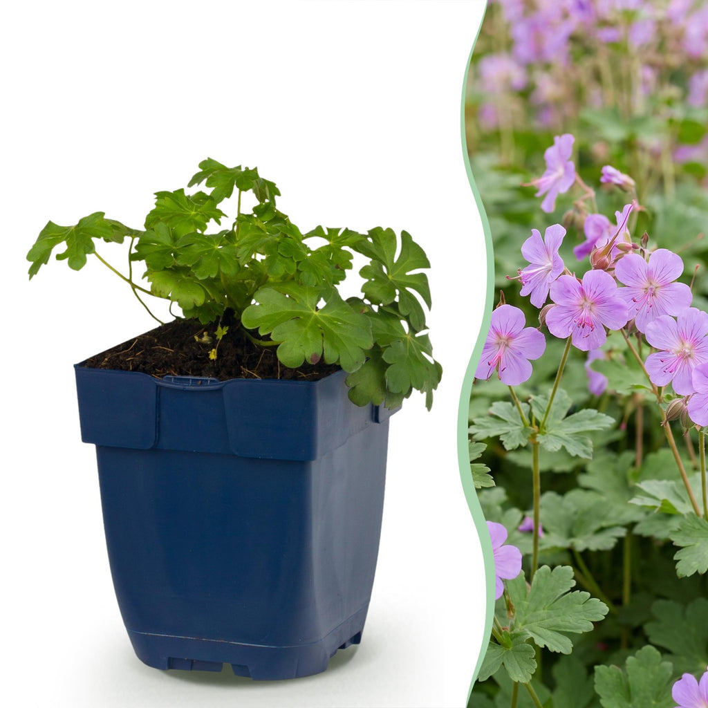 Géranium macrorrhizum 'Czakor' (griffe de sorcière) – rose-violet – Ø11 cm, 15–25 cm de haut
