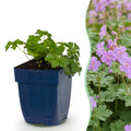 Géranium macrorrhizum 'Czakor' (griffe de sorcière) – rose-violet – Ø11 cm, 15–25 cm de haut