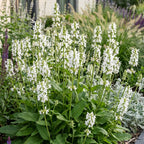 Stachys officinalis alba (Alpen-Königskerze) – weiß – 24 Pflanzen, Ø 11 cm, 15–25 cm hoch