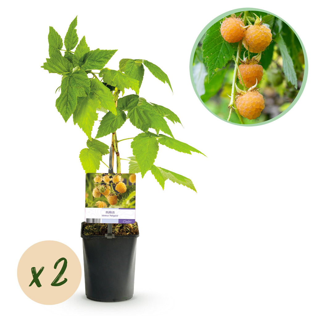 Rubus idaeus 'Fallgold' (gelbe Himbeere) – 2 Pflanzen, Ø11 cm, 40 cm hoch