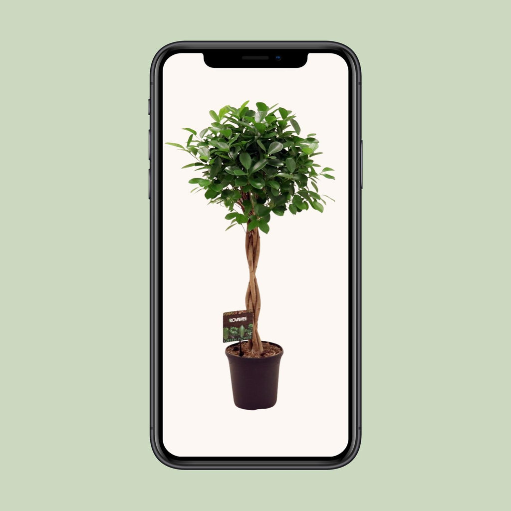 Ficus Micr. Moclame – Ø 23 cm, 100–110 cm hoch