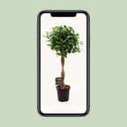 Ficus Micr. Moclame – Ø 23 cm, 100–110 cm hoch