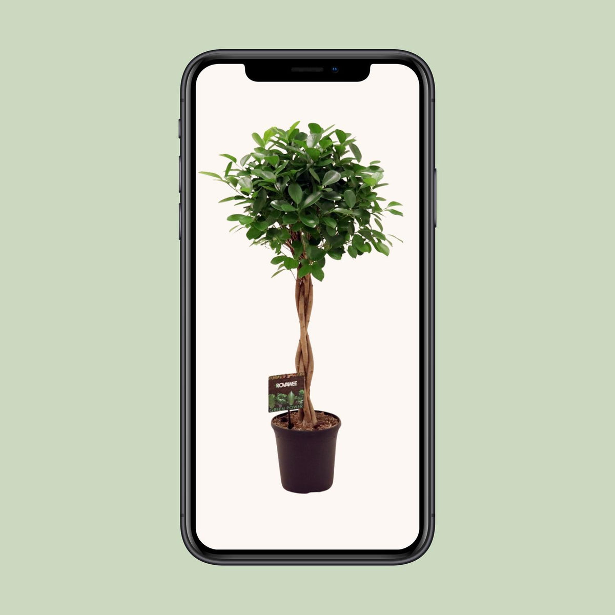 Ficus Micr. Moclame – Ø 23 cm, 100–110 cm hoch