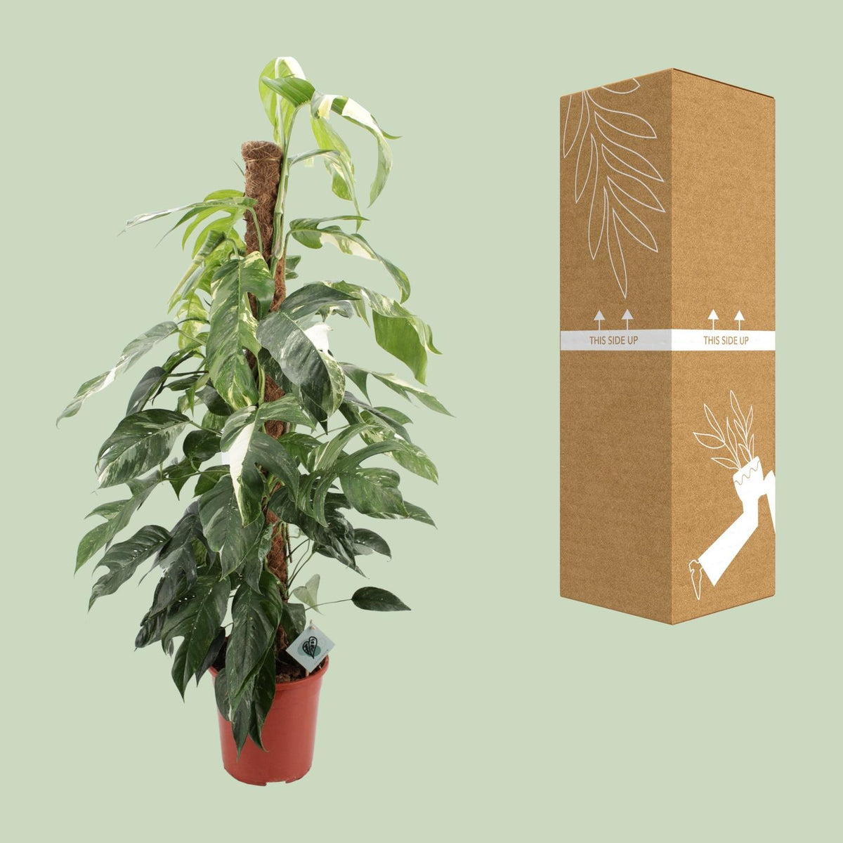 Epipremnum Pinnatum Albo Variegata (scindapsus) – Ø24 cm, 125 cm høj