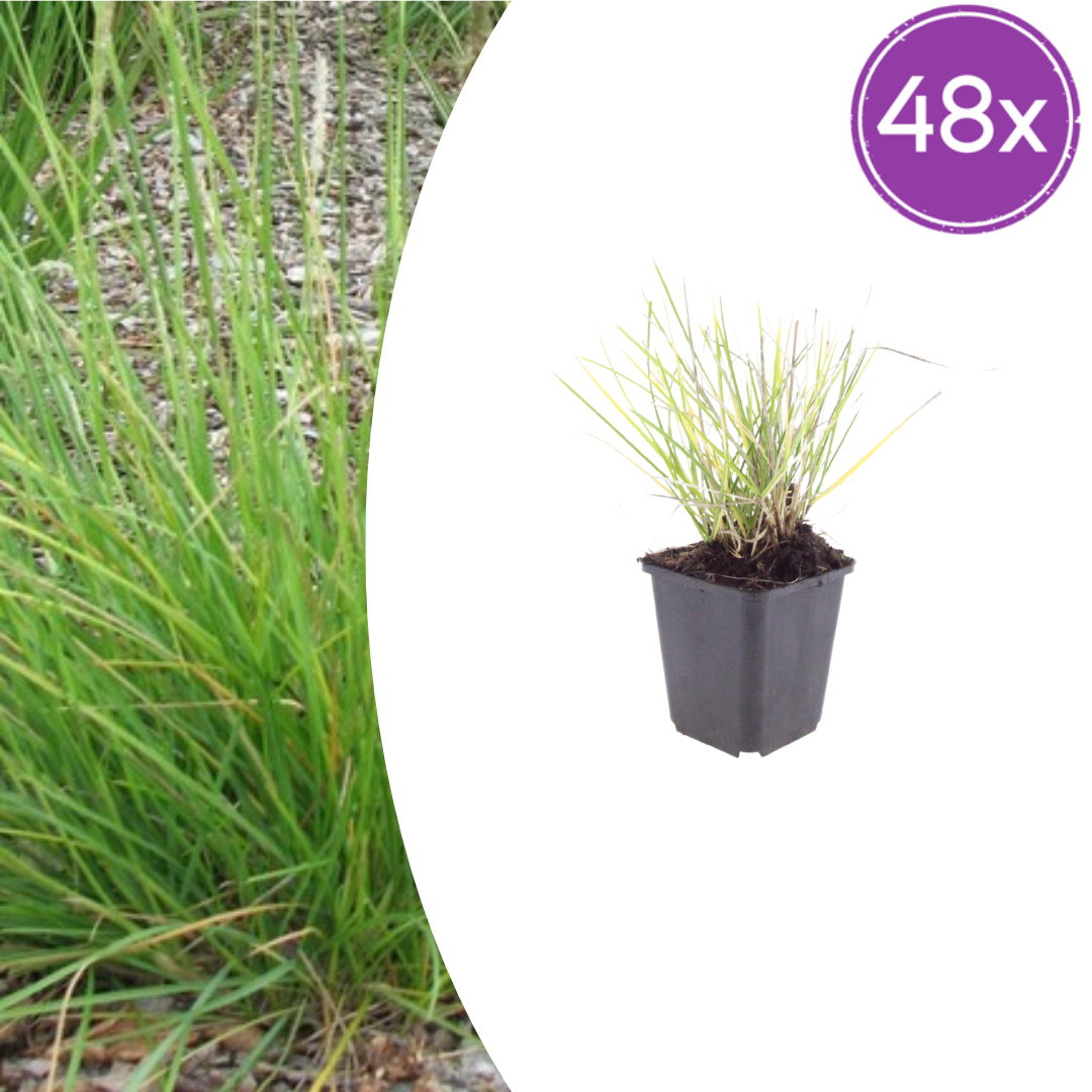Sesleria autumnalis (Herbst-Schachtelhalm) – 48 Pflanzen, Ø9 cm, 10–25 cm hoch