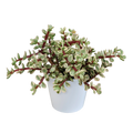 Portulacaria afra Variegata (arbre à saucisses) en pot blanc – Ø12 cm, 25 cm de haut